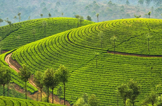 Munnar Hill Station