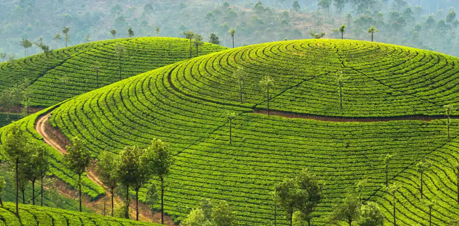 Munnar