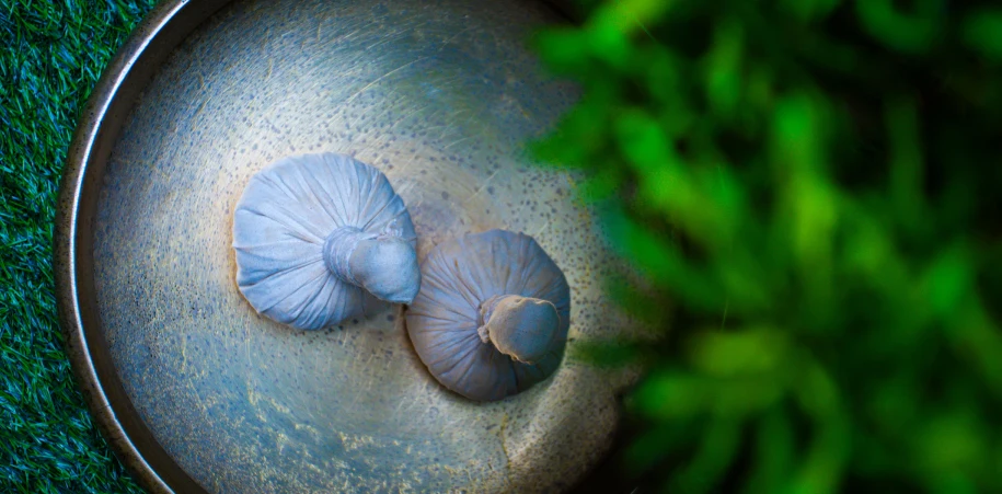 Best Ayurvedic Treatment for Autism